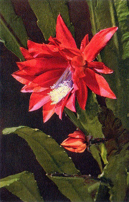Cactus des fleuristes par Gyger