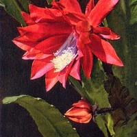 Cactus des fleuristes par Gyger