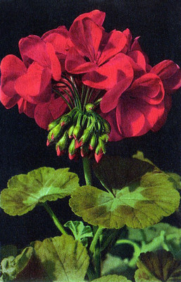 Géranium par Gyger