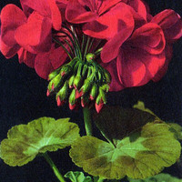Géranium par Gyger