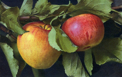Pommes par Gyger