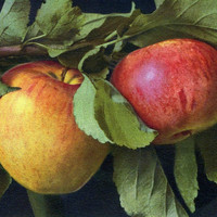 Pommes par Gyger