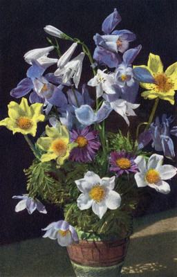 Fleurs des Alpes par Gyger