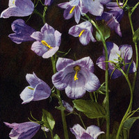 Campanule Rhomboidale par Gyger