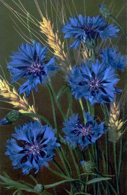 Bleuets par Gyger