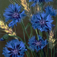 Bleuets par Gyger