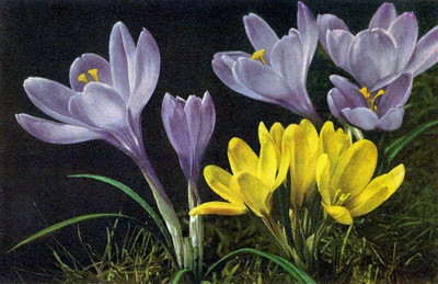 Crocus par Gyger