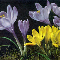 Crocus par Gyger