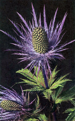 Eryngium alpinum par Gyger