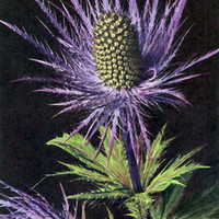 Eryngium alpinum par Gyger