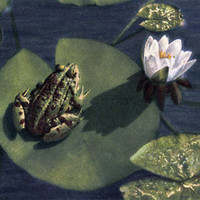Nénuphar blanc par Gyger