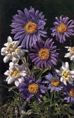 Aster et Edelweiss par Gyger