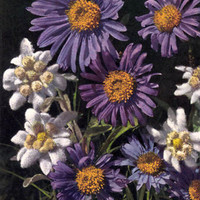 Aster et Edelweiss par Gyger
