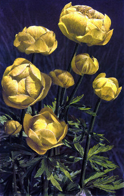 Trolles, Trollius europaeus par Gyger