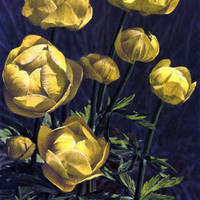 Trolles, Trollius europaeus par Gyger