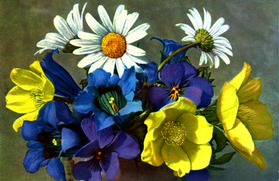 Fleurs des Alpes par Gyger