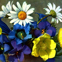 Fleurs des Alpes par Gyger