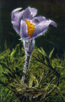 Anemone montana par Gyger