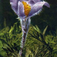 Anemone montana par Gyger