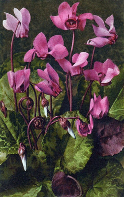 Cyclamen par Gyger
