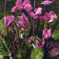 Cyclamen par Gyger