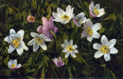 Anemone nemorosa par Gyger