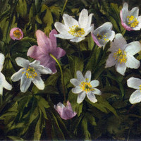 Anemone nemorosa par Gyger