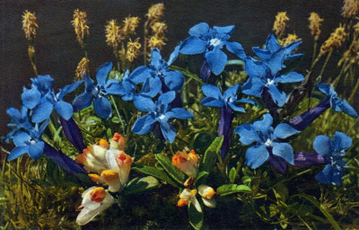 Gentiana verna par Gyger