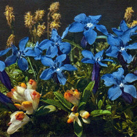 Gentiana verna par Gyger