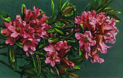 Rhododendron par Gyger