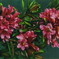 Rhododendron par Gyger