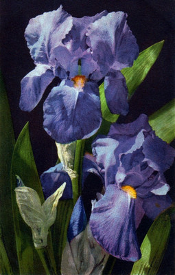 Iris par Gyger