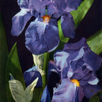 Iris par Gyger