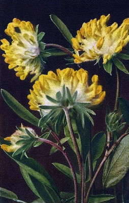 Anthyllide alpestre par Gyger