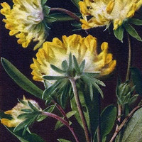 Anthyllide alpestre par Gyger