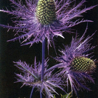 Eryngium alpinum par Gyger