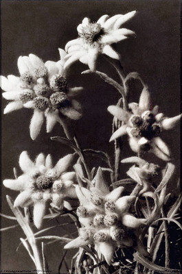 Edelweiss par A. Klopfenstein