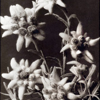 Edelweiss par A. Klopfenstein