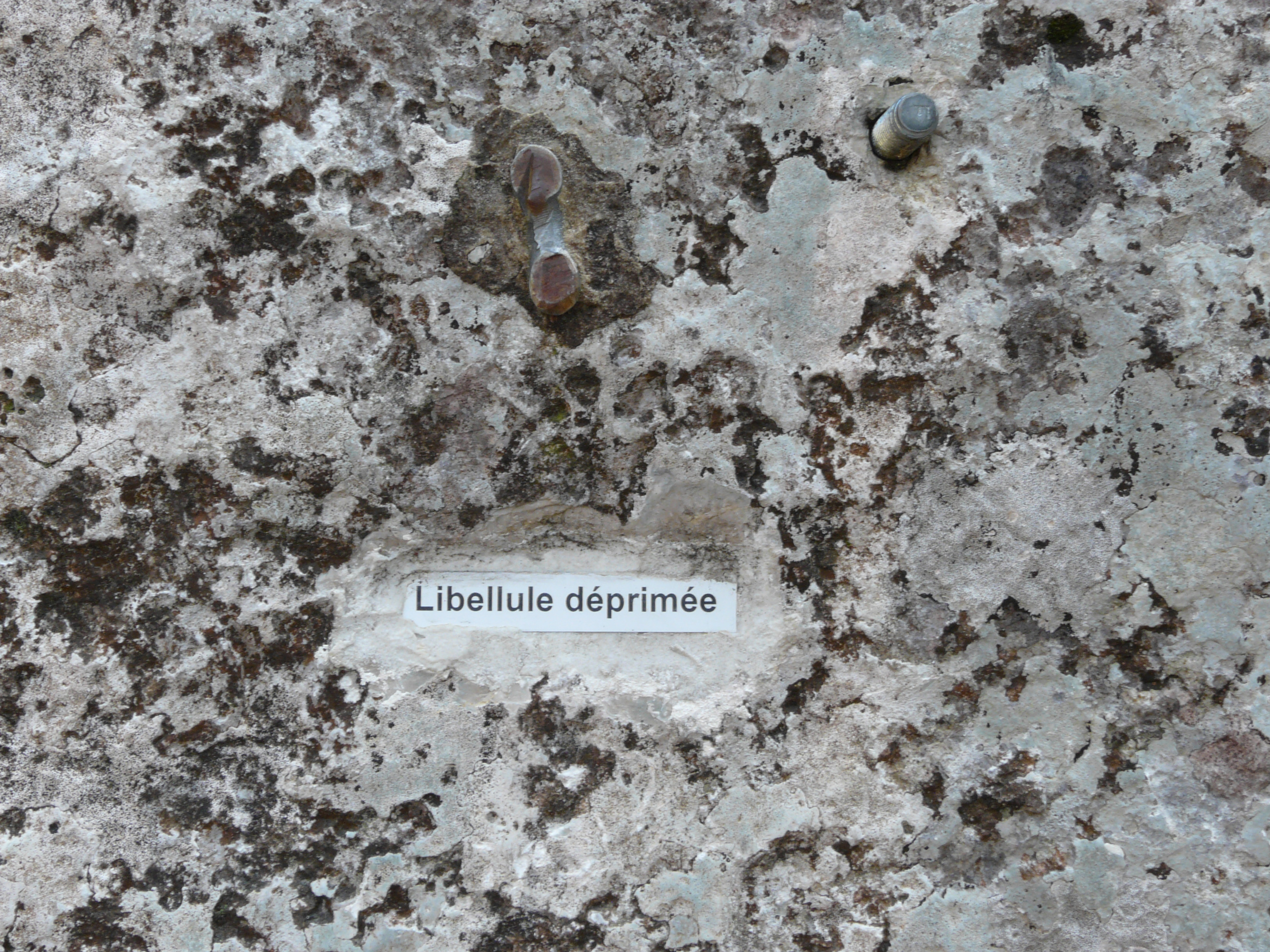 Nom de voie : Libellule déprimée