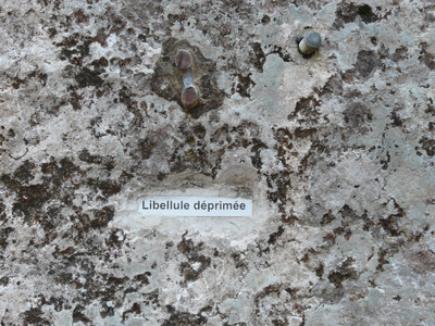 Nom de voie : Libellule déprimée Nom de voie : Libellule déprimée