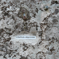 Nom de voie : Libellule déprimée