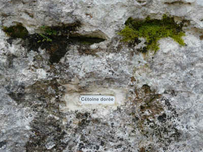 Nom de voie : Cétoine dorée Nom de voie : Cétoine dorée