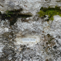 Nom de voie : Cétoine dorée