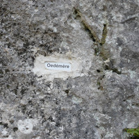 Nom de voie : Oedémère