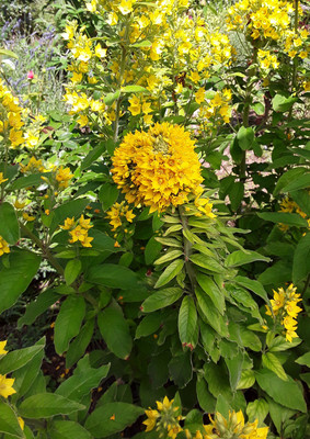 Lysimachia par Ziegler