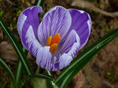 Crocus de mars par Ziegler