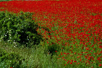 Coquelicots des Abruzzes par Ziegler