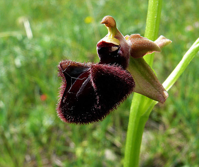 Ophrys Incubacea par Ziegler