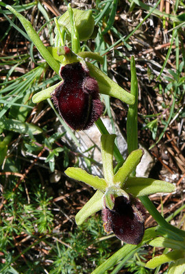 Ophrys Incubacea par Ziegler
