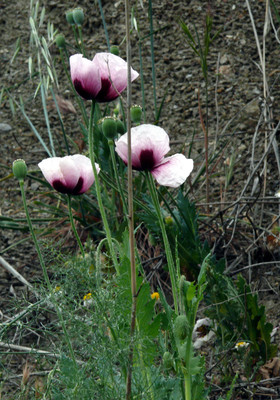 Papaver somniferum par Ziegler